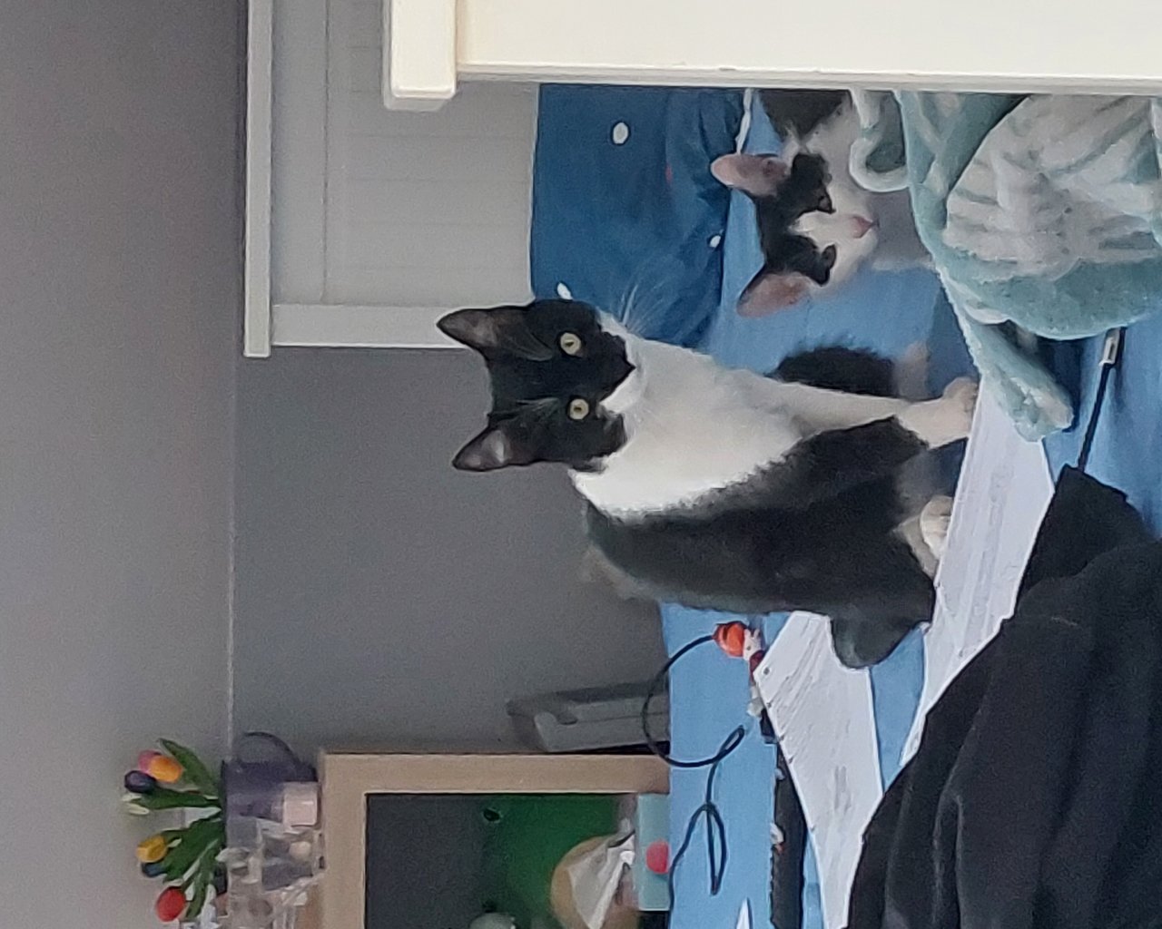 LUNA Foto des vermissten Tieres #11