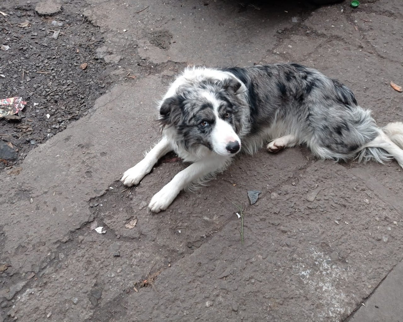 BEJLY Missing pet photo #11