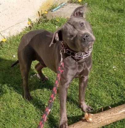 TAYSON  Missing pet photo #11