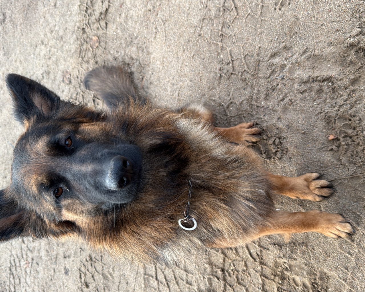 EREN  - alt.lostpet.logo #12