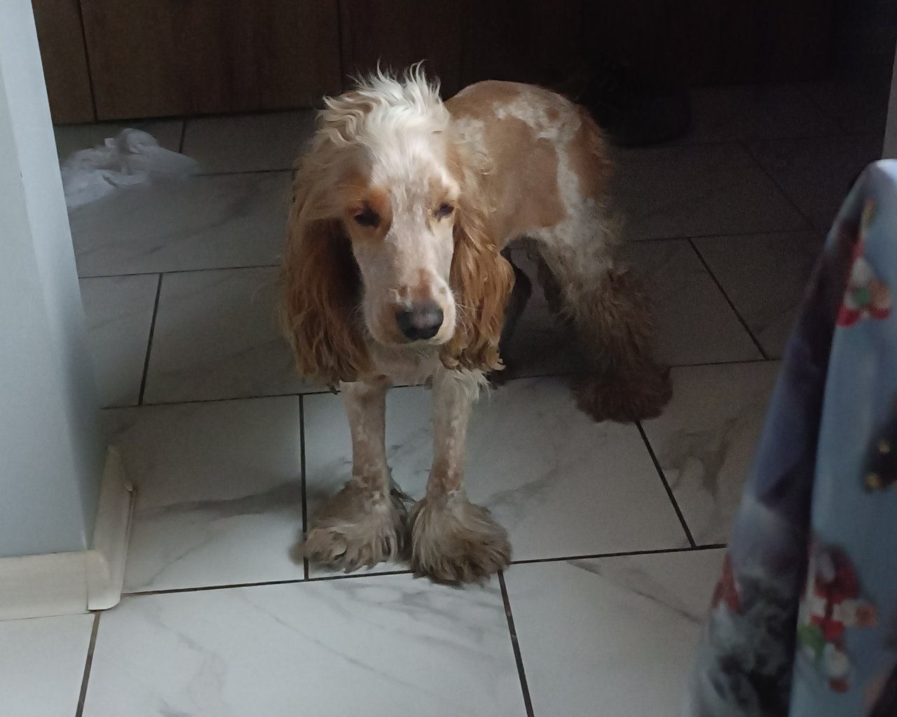 BERNIE Missing pet photo #11