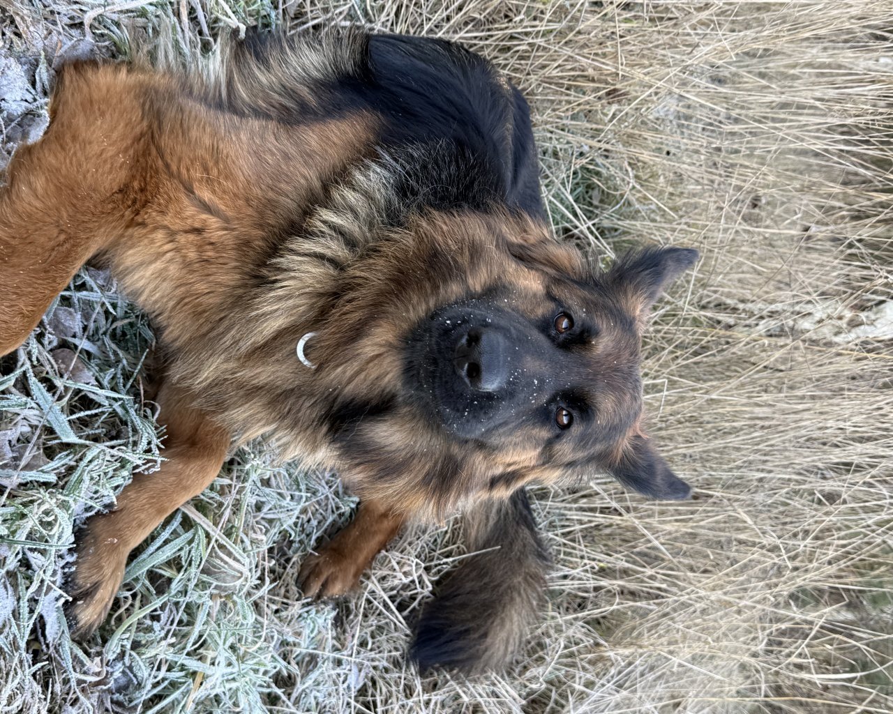 EREN  Imagen del animal perdido #11