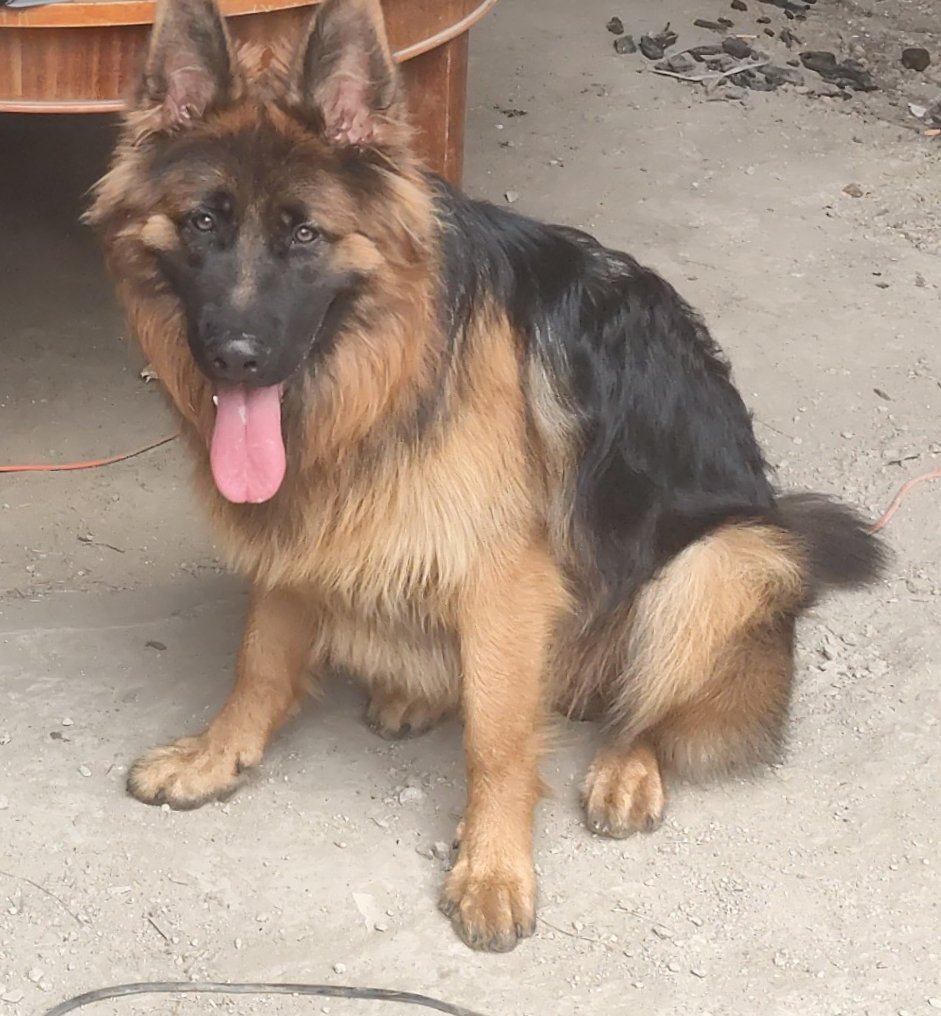 HECTOR Imagen del animal perdido #11