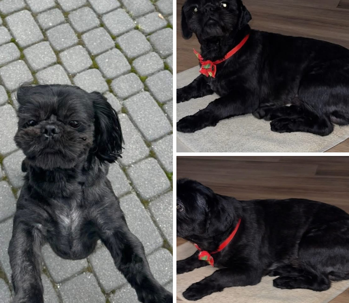 OLI - alt.lostpet.logo #12