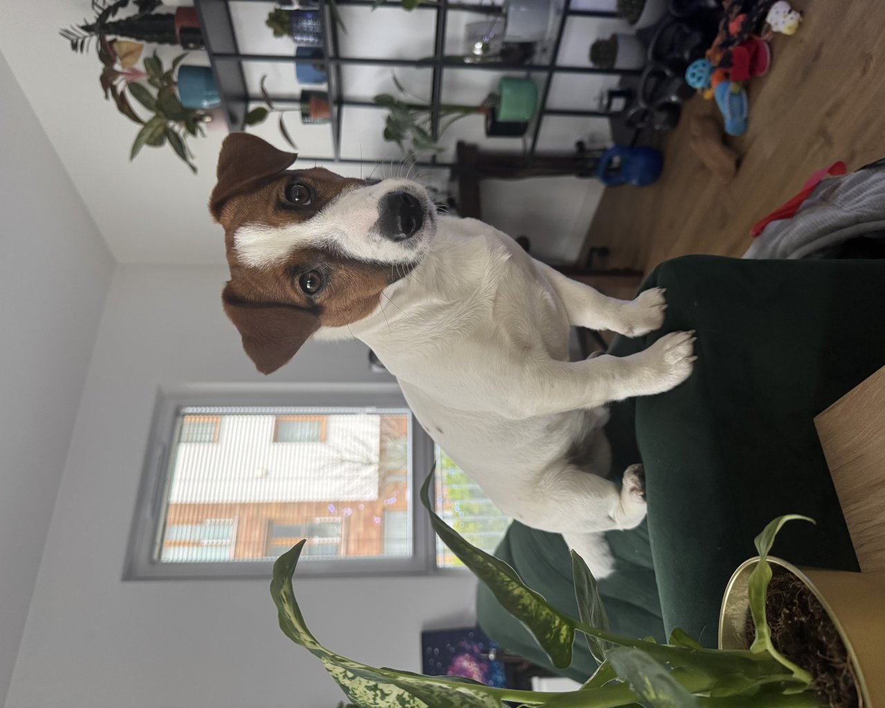 OKRUCH  Missing pet photo #11