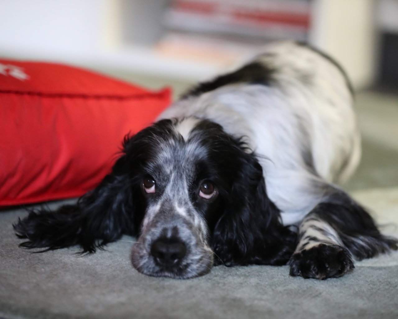 VILDA Zdjęcie zaginionego zwierzęcia #11