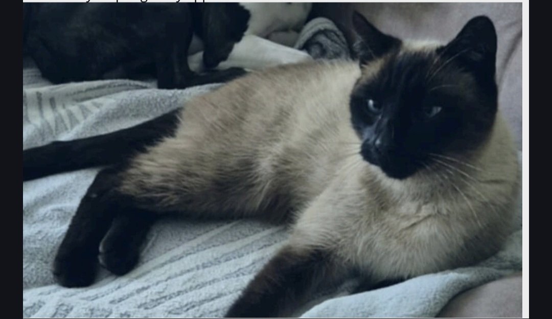 RICKY  Missing pet photo #11