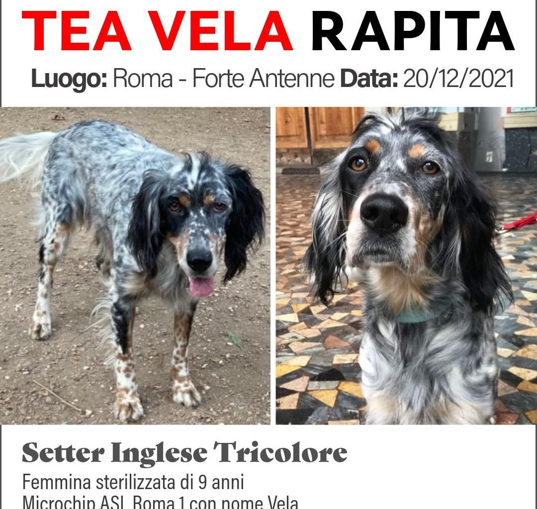 TEA VELA - alt.lostpet.logo #13