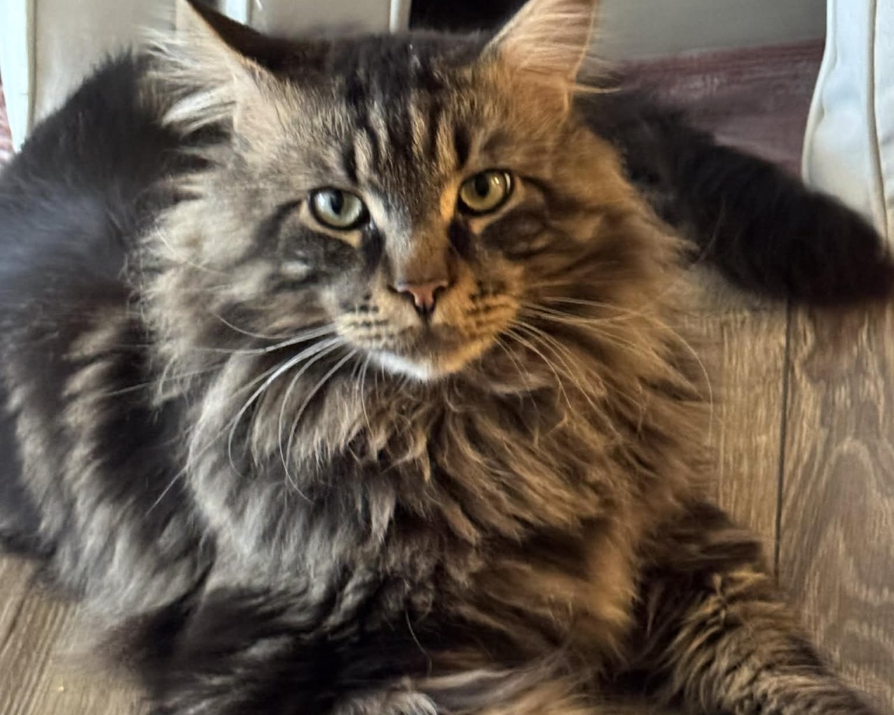 TYMEK Missing pet photo #11