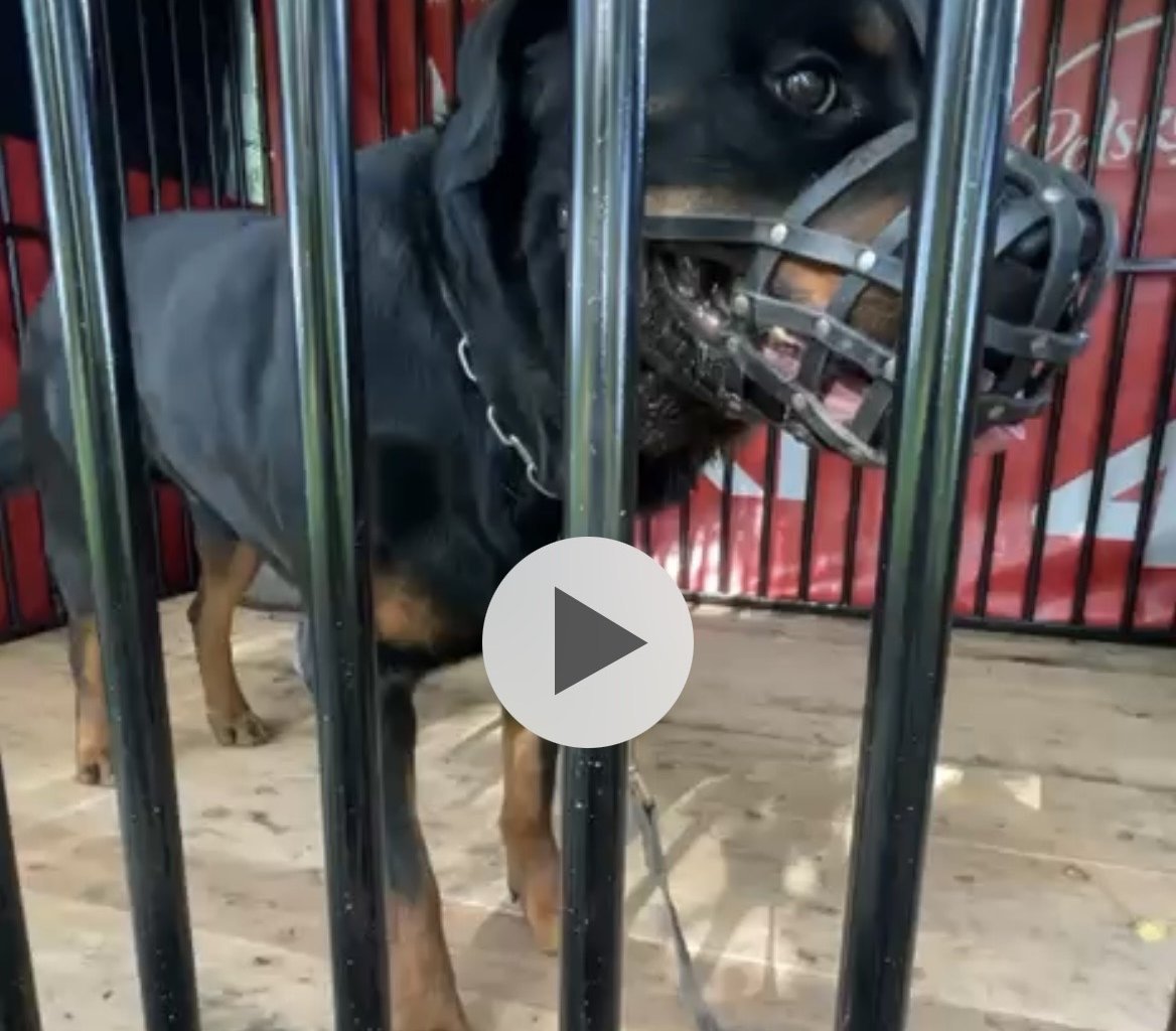 FOX/FUKS - alt.lostpet.logo #12