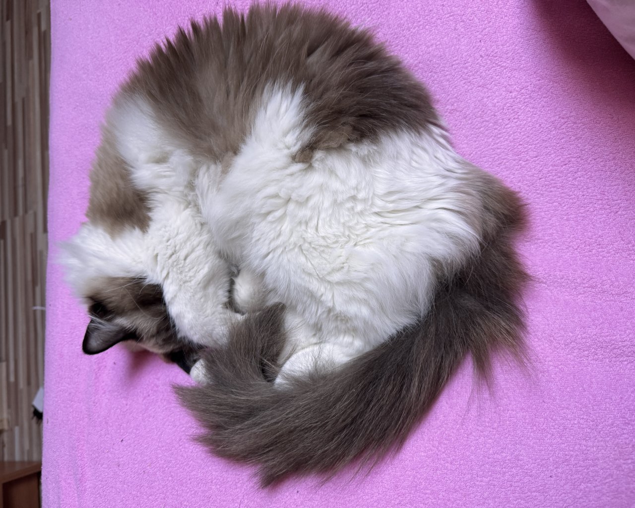 LILA  - alt.lostpet.logo #13