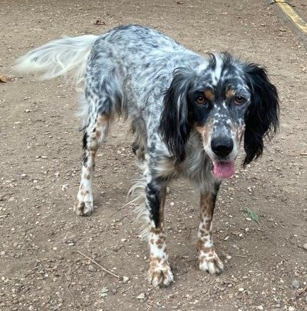 TEA VELA Imagen del animal perdido #11