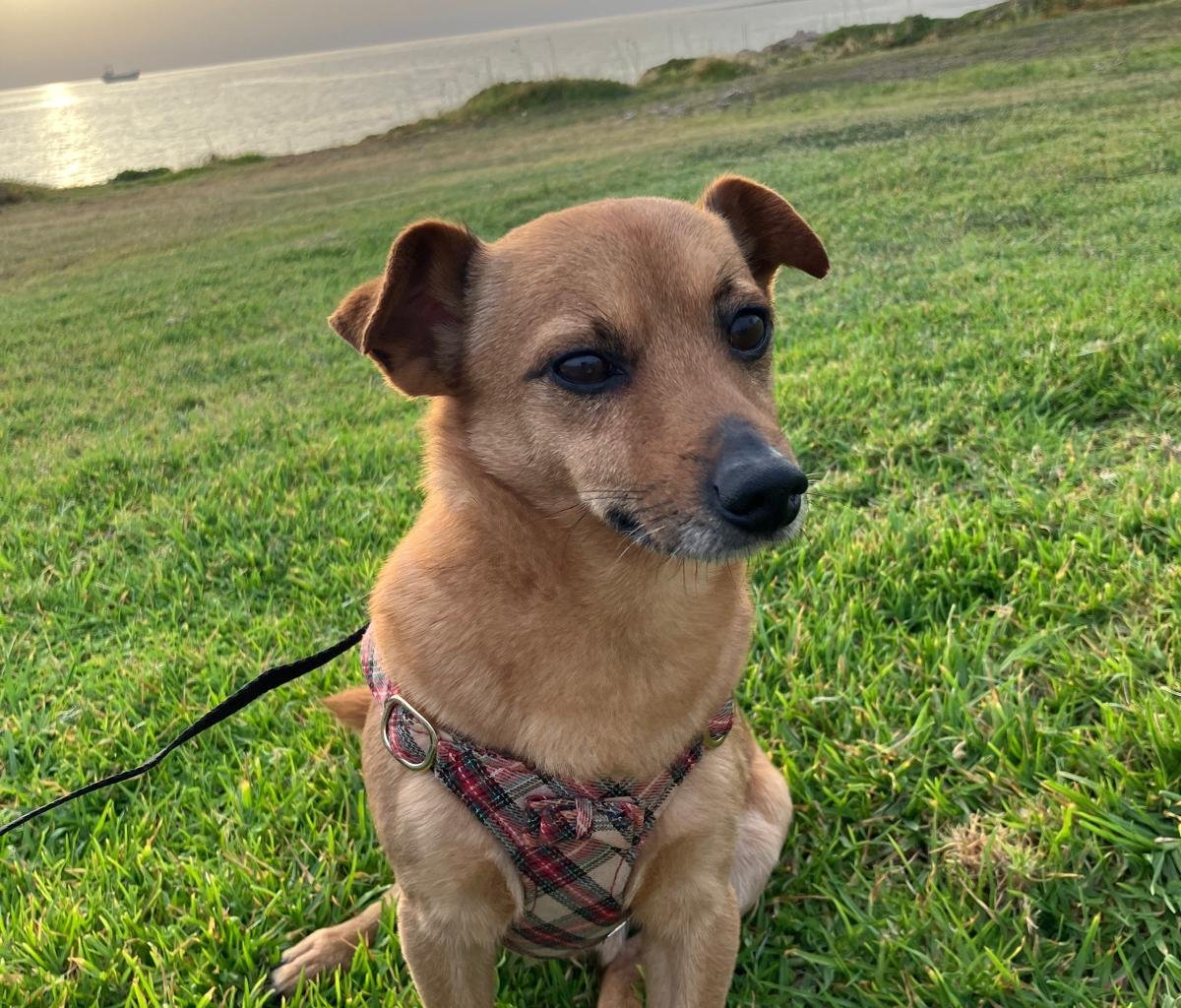 IZU Imagen del animal perdido #11