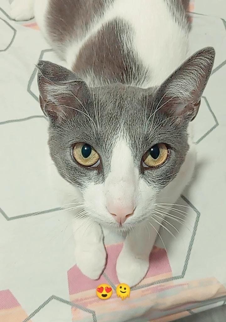 ALAN Imagen del animal perdido #11