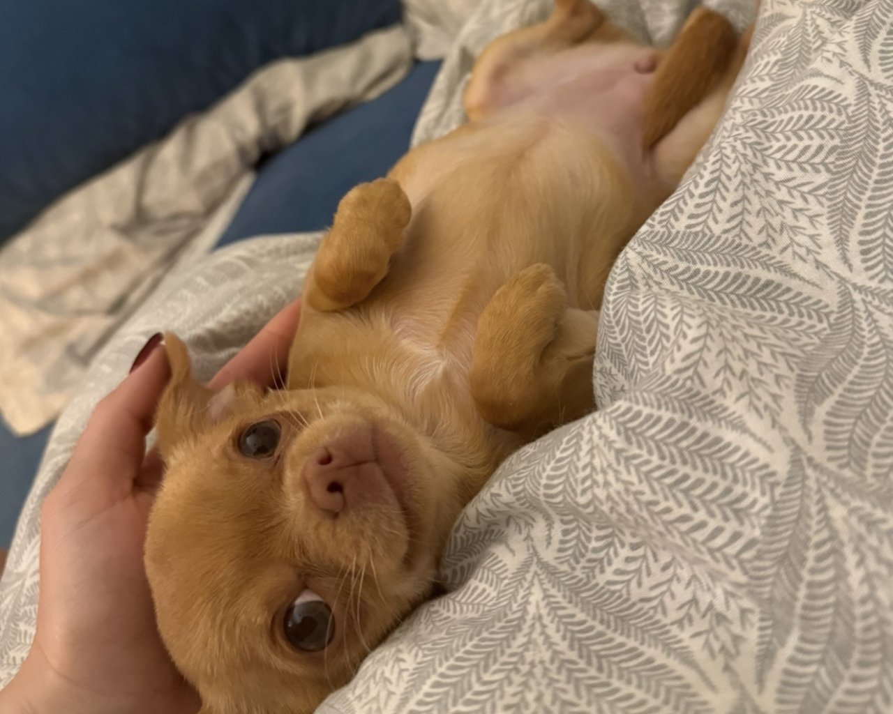 MAYO - alt.lostpet.logo #12