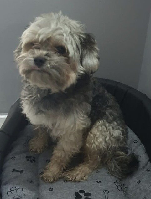 MAX - alt.lostpet.logo #13