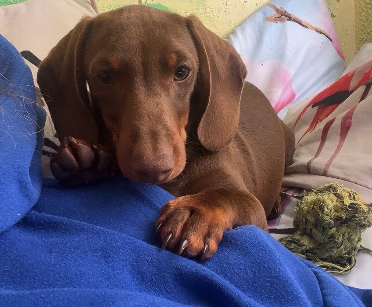 DIEGO Imagen del animal perdido #11