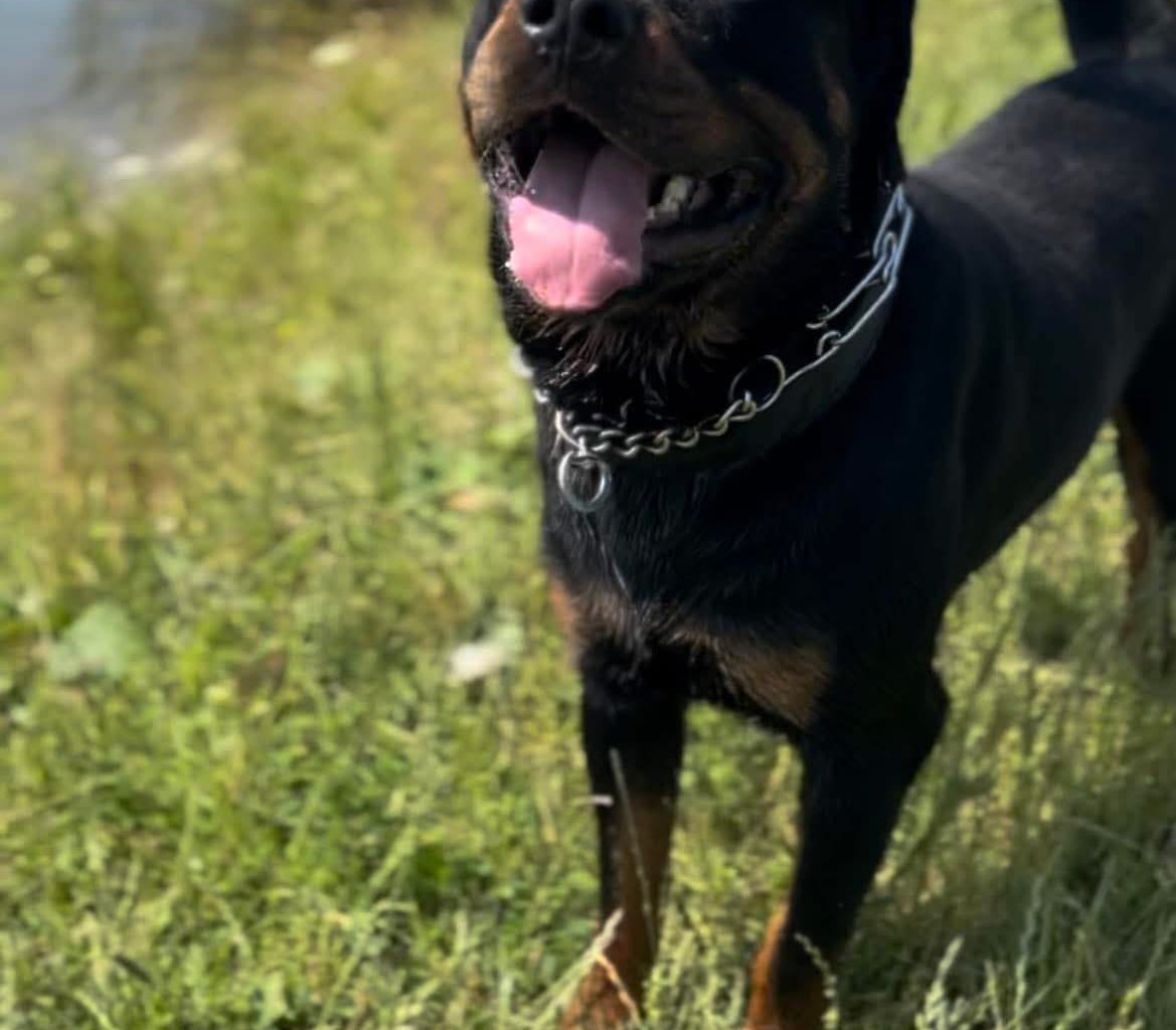 FOX/FUKS Missing pet photo #11