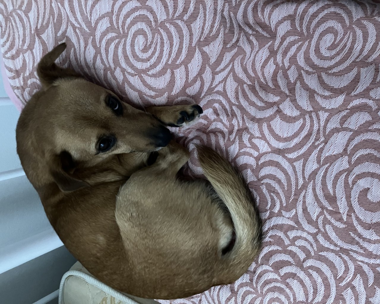 IZU - alt.lostpet.logo #13