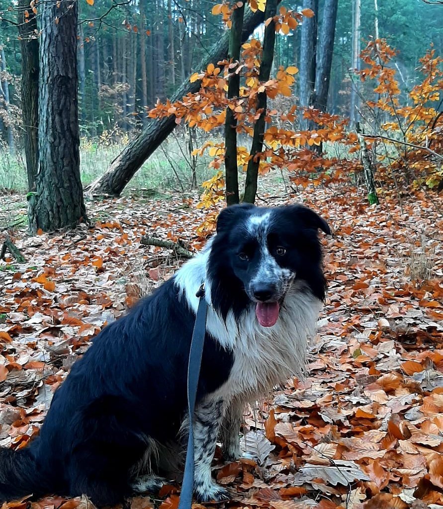 NERO - alt.lostpet.logo #13