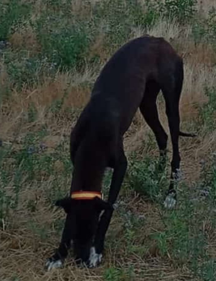 KETAMA Imagen del animal perdido #11