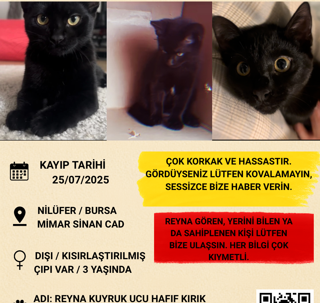 REINA Foto des vermissten Tieres #11