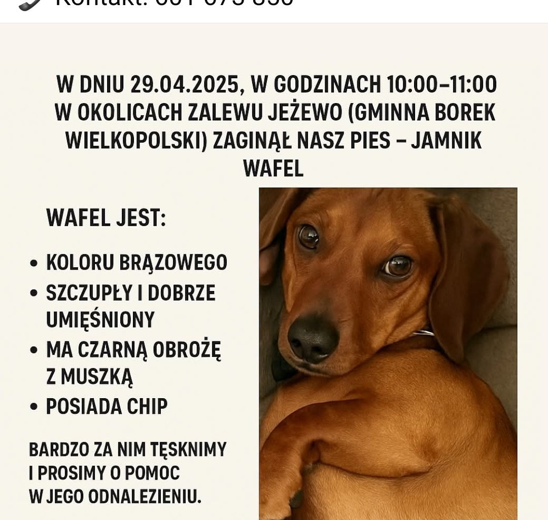 WAFEL Missing pet photo #11