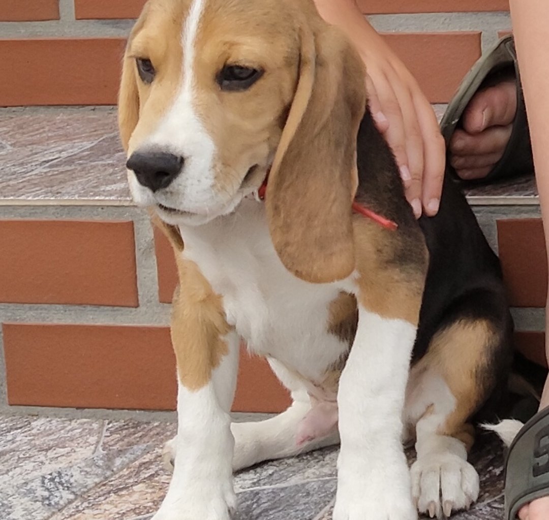 ELIOT Imagen del animal perdido #11