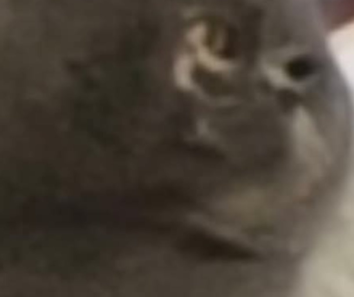 TOSHA Imagen del animal perdido #11