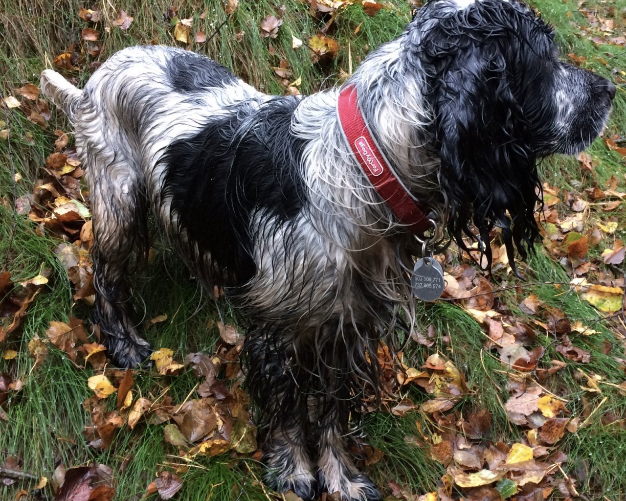 VILDA - alt.lostpet.logo #12