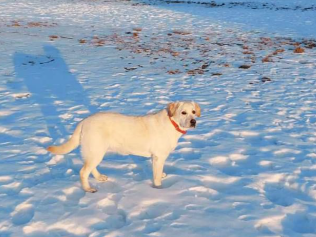 TABA Missing pet photo #11