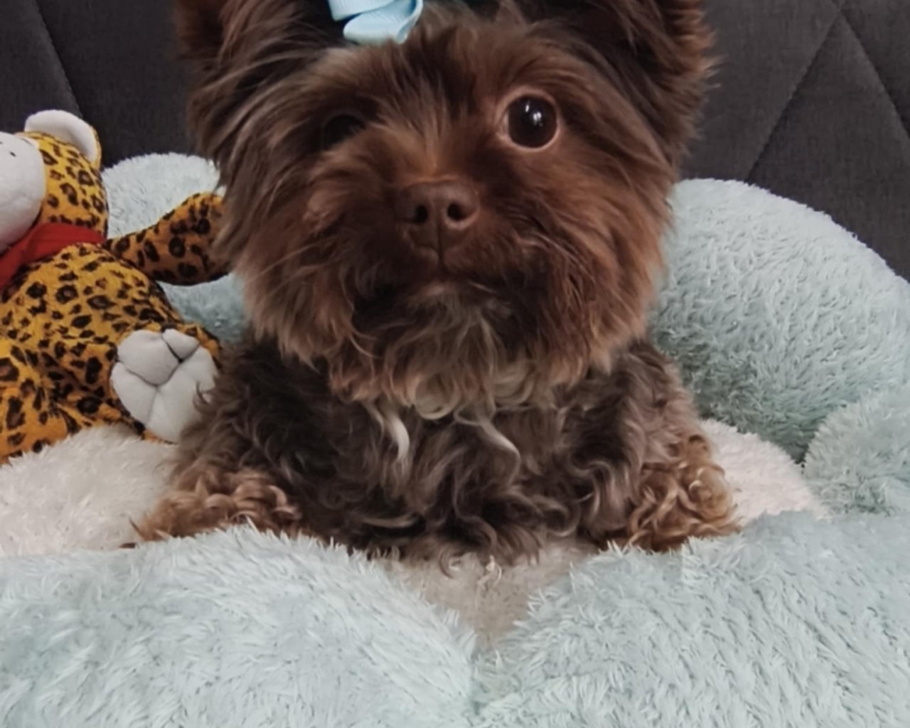 JAZZ (KAZIK) BERA - Logo reproduktora - WORLDPETNET #12