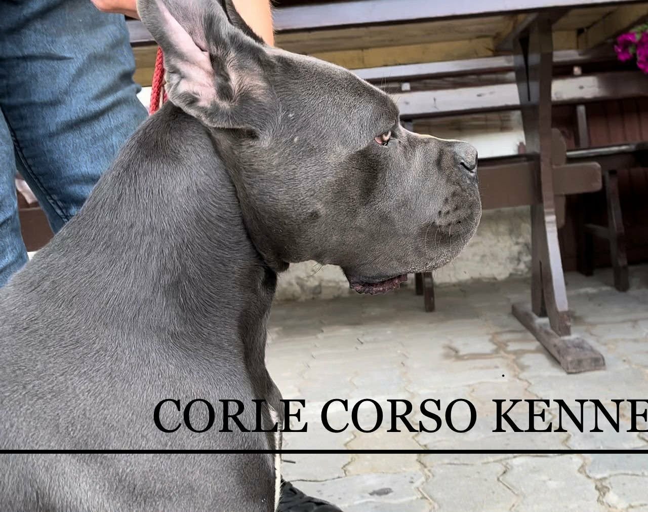 L-MANAMI BENE CORSO KENNEL - Sire logo &ndash; WORLDPETNET #12