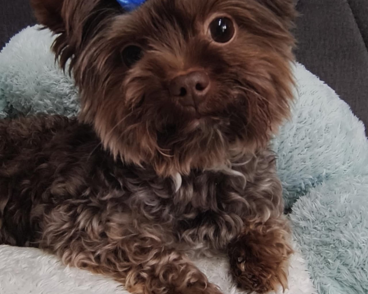 JAZZ (KAZIK) BERA Promowane reproduktory - WORLDPETNET #10