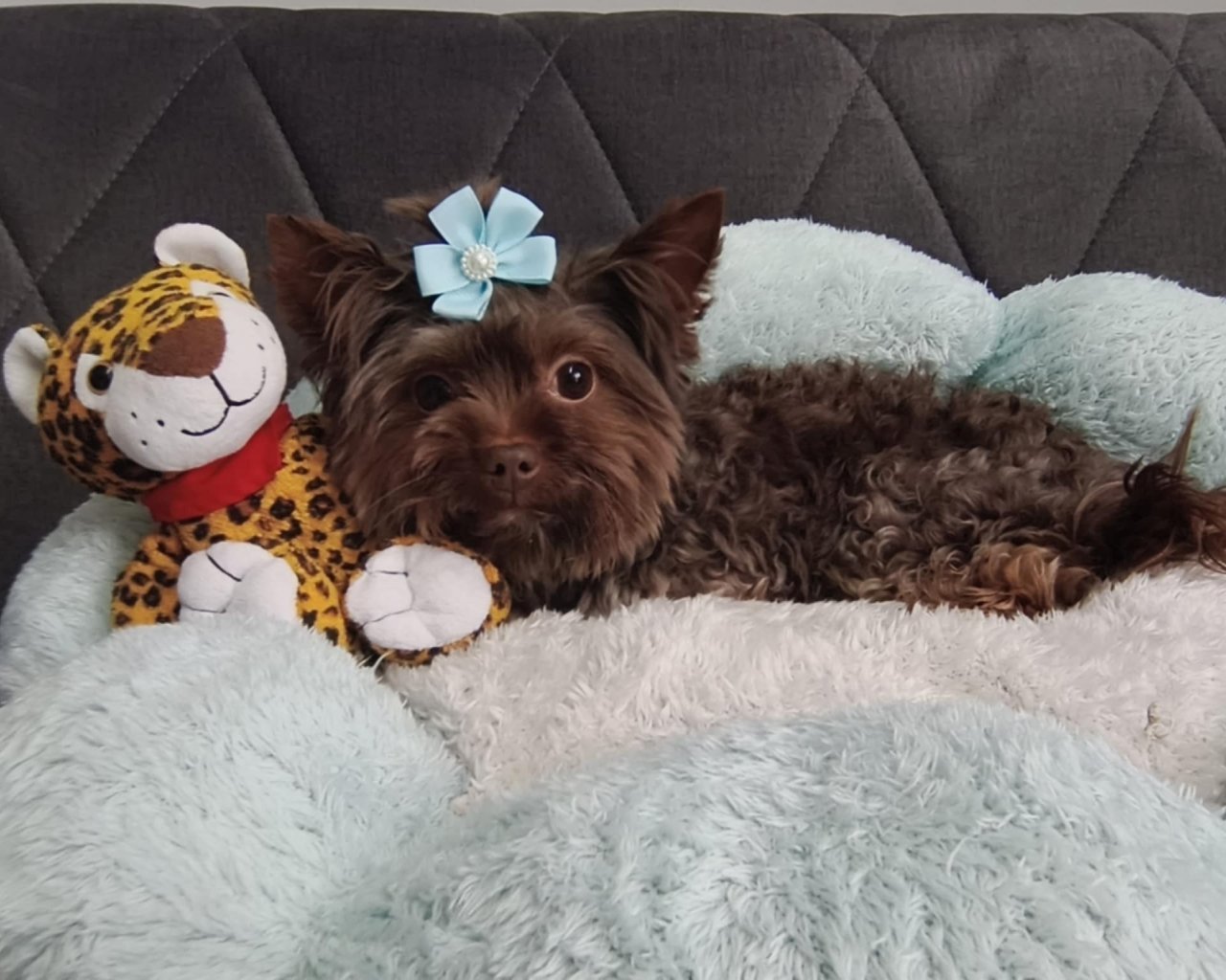 JAZZ (KAZIK) BERA - Logo reproduktora - WORLDPETNET #11