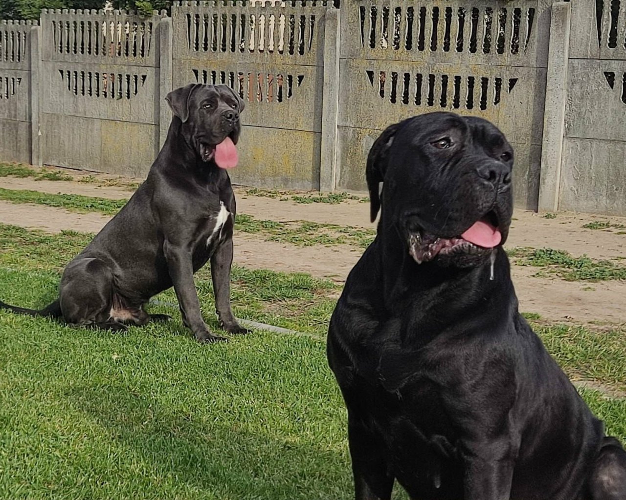 L-MANAMI BENE CORSO KENNEL Promoted sires &ndash; WORLDPETNET #10