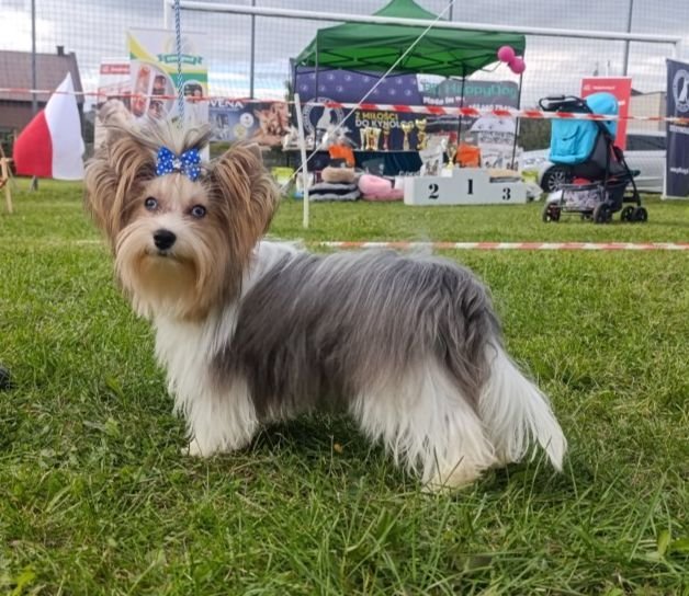 MES (LOUIS) SWEETY Promoted sires – WORLDPETNET #10