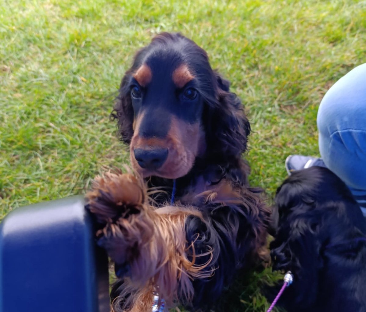 WAFEL (EKLER) Z PRZYŁĘKU Promoted sires – WORLDPETNET #10