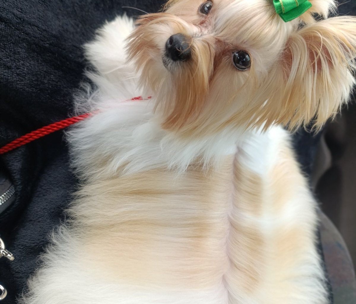 MOONLIGHT SWEET HOME BIEWER UCI Promoted sires – WORLDPETNET #10