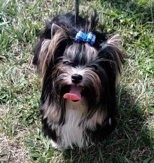 TEDDY (BAXTER) RED Promoted sires – WORLDPETNET #10