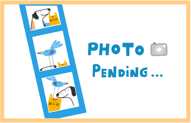 IZZY Missing pet photo #11