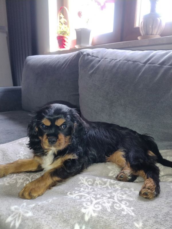 BELLA - Photo de l&rsquo;animal perdu