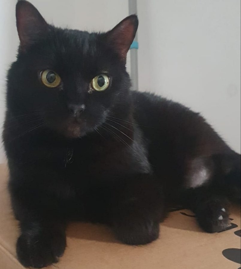 KROPKA alt.animals.promo #16