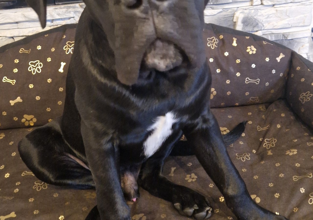 Drago alt.animals.promo #16