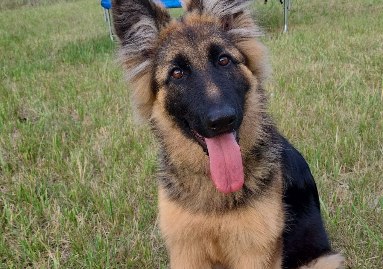 Tora alt.animals.promo #16