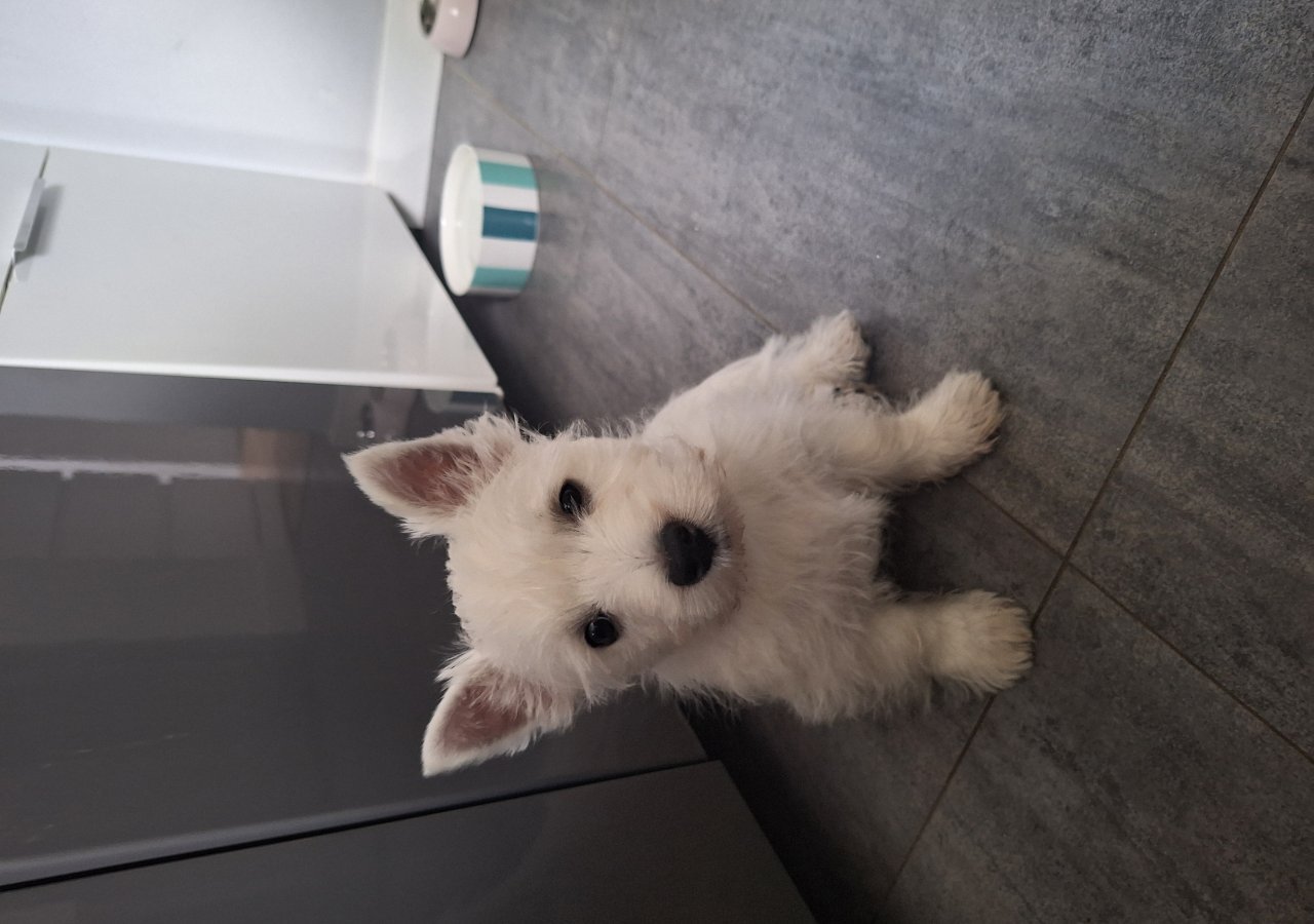 Ragi alt.animals.promo #16