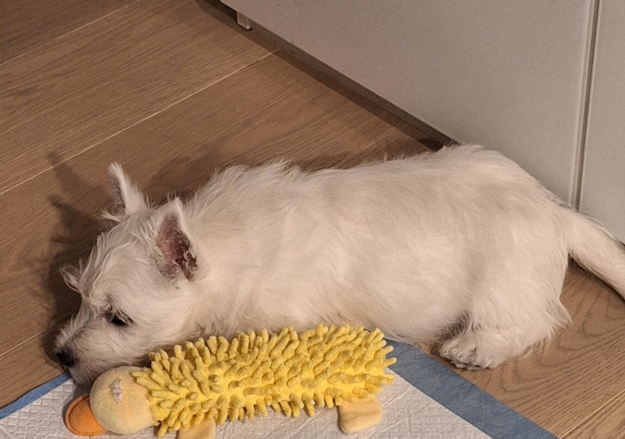 Ragi - Pet logo &ndash; WORLDPETNET #17