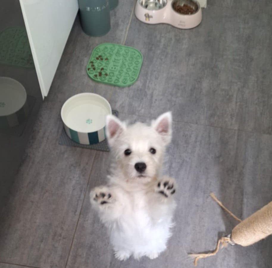 Ragi - Pet logo &ndash; WORLDPETNET #18