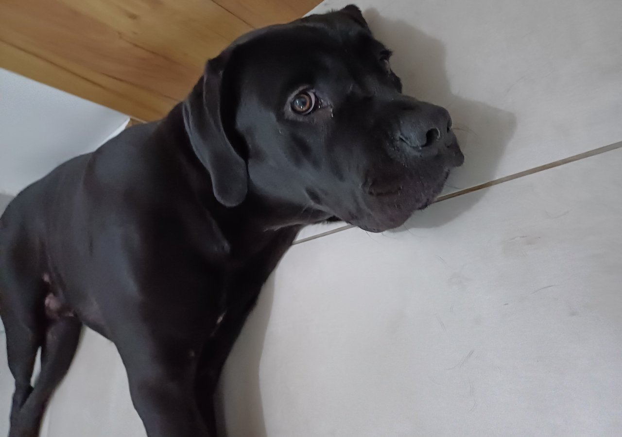 Astor alt.animals.promo #16