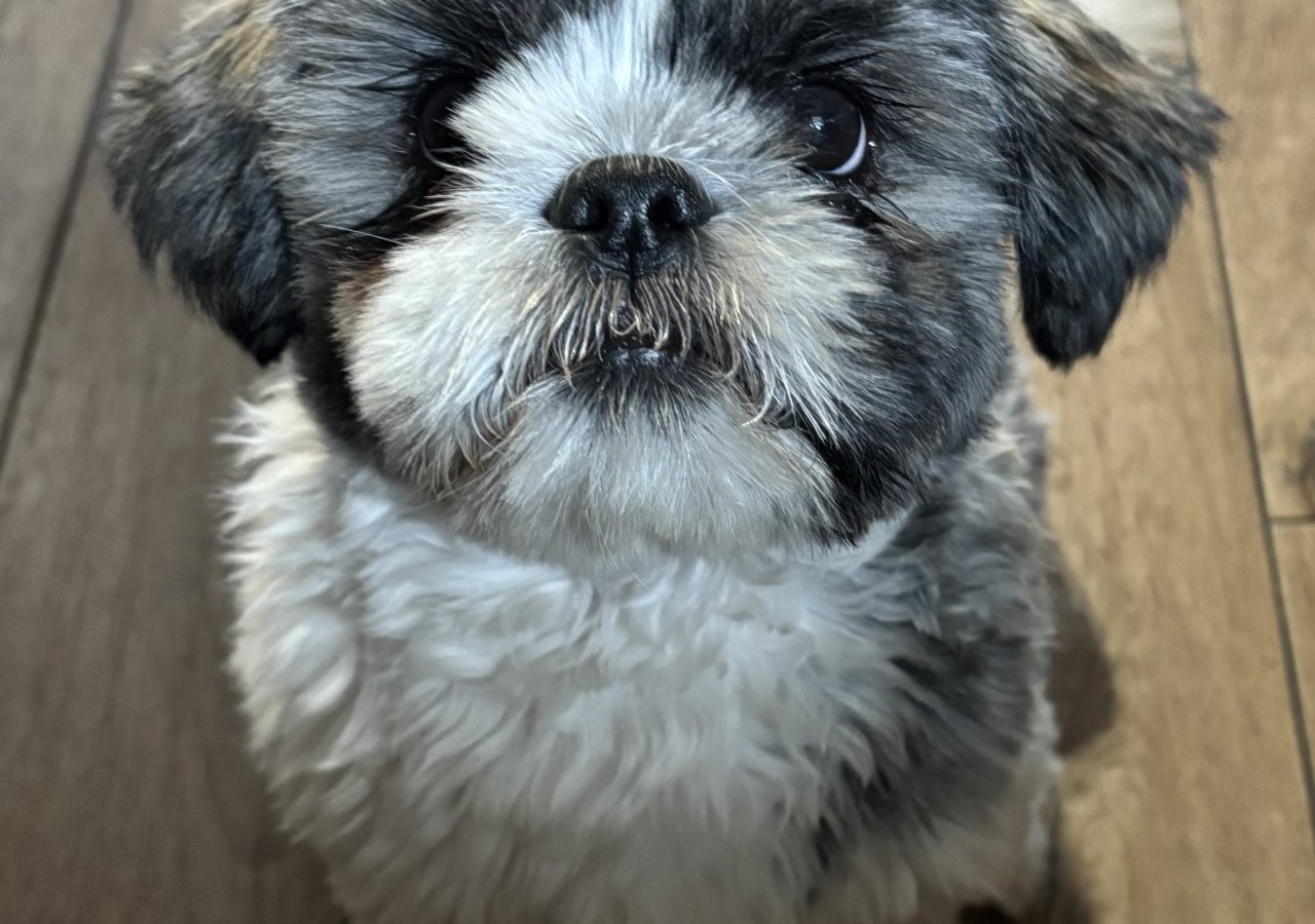 Niko alt.animals.promo #16